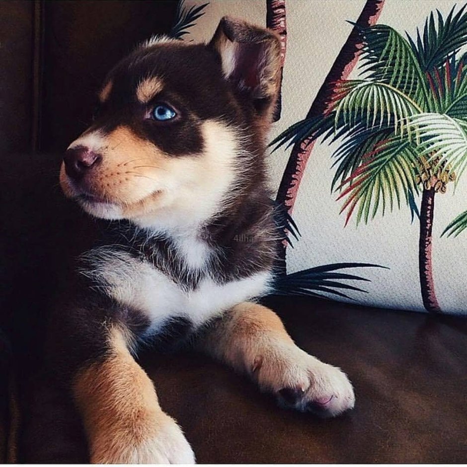 Милые собаки сохры