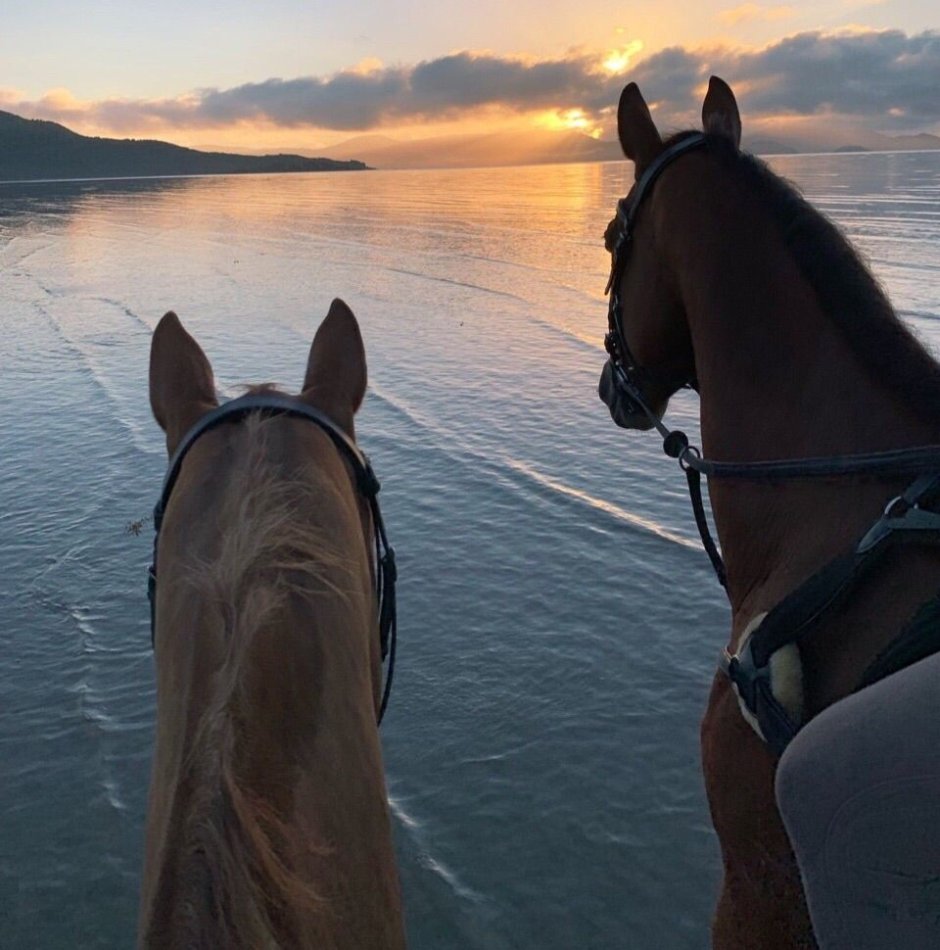 Эстетика лошадей на закате