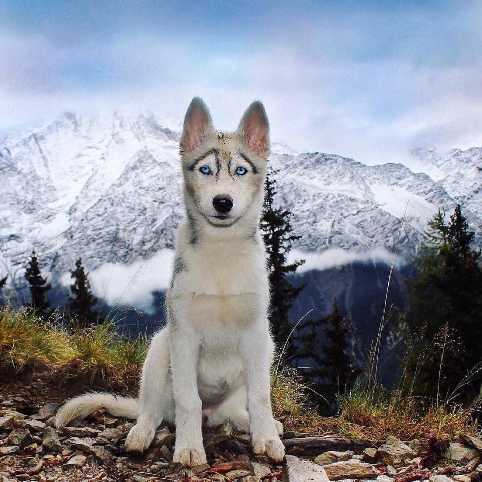 Мига. Лав волк