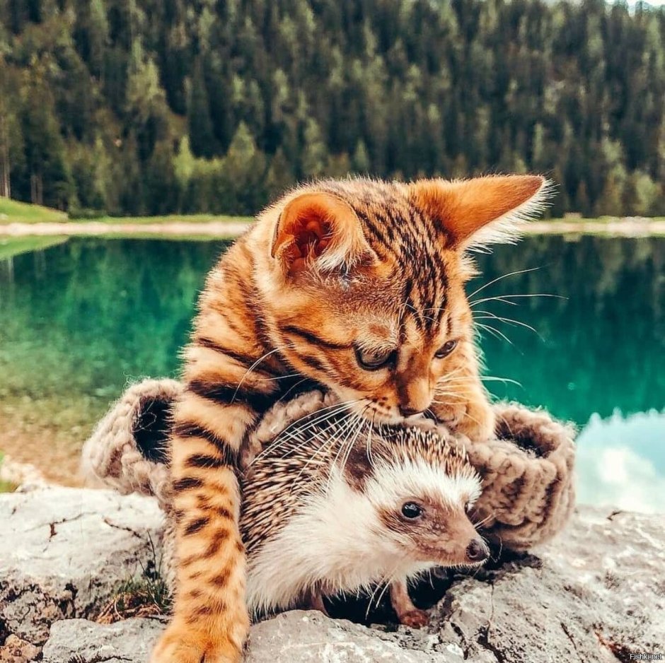 Ежик и кошка