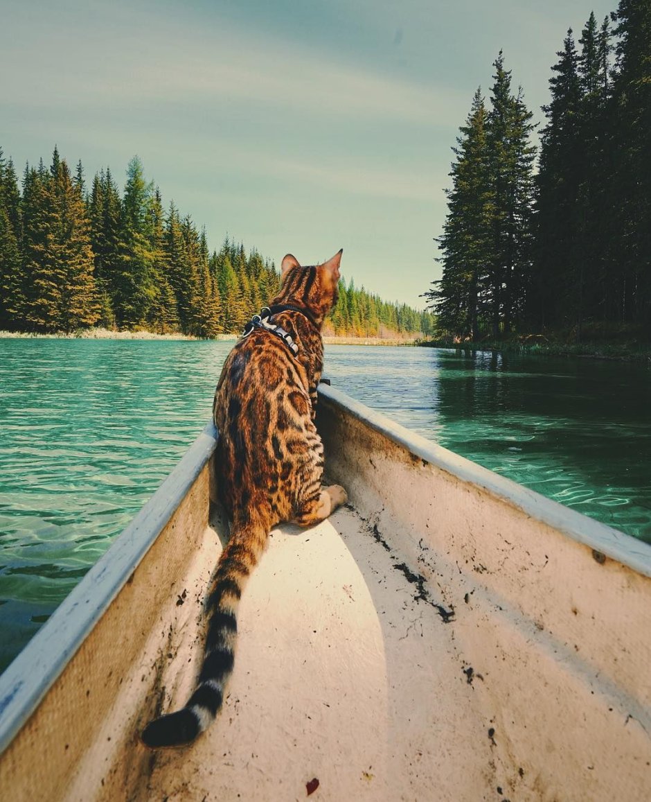 Бенгальская кошка путешественница Инстаграм