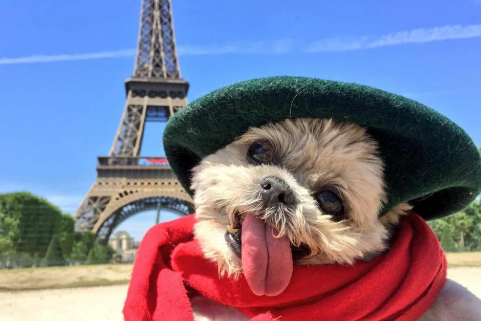 Животные Парижа