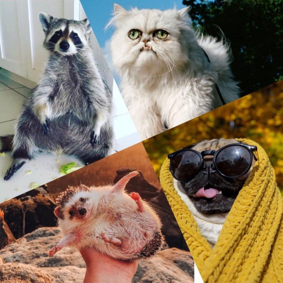 Самые популярные животные в мире