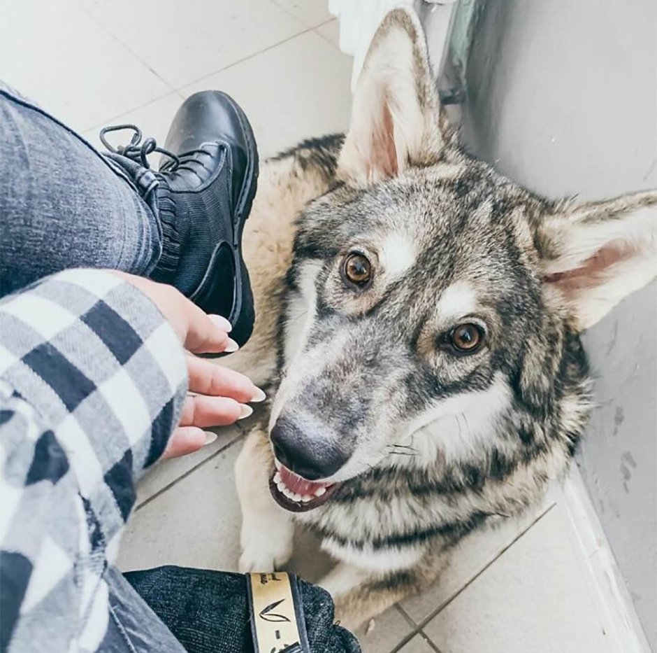 Девушка вырастила волка