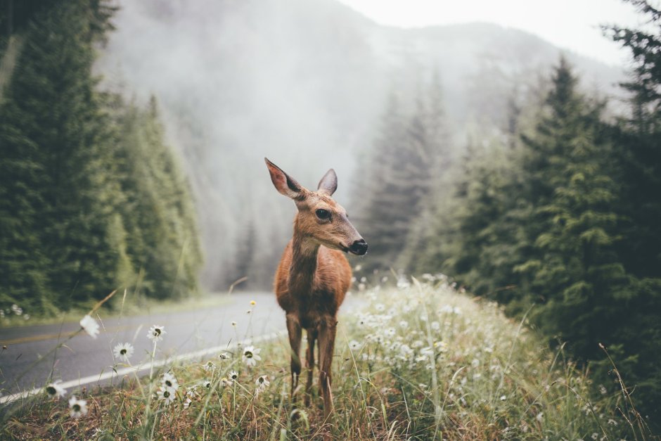 Лес с животными Эстетика