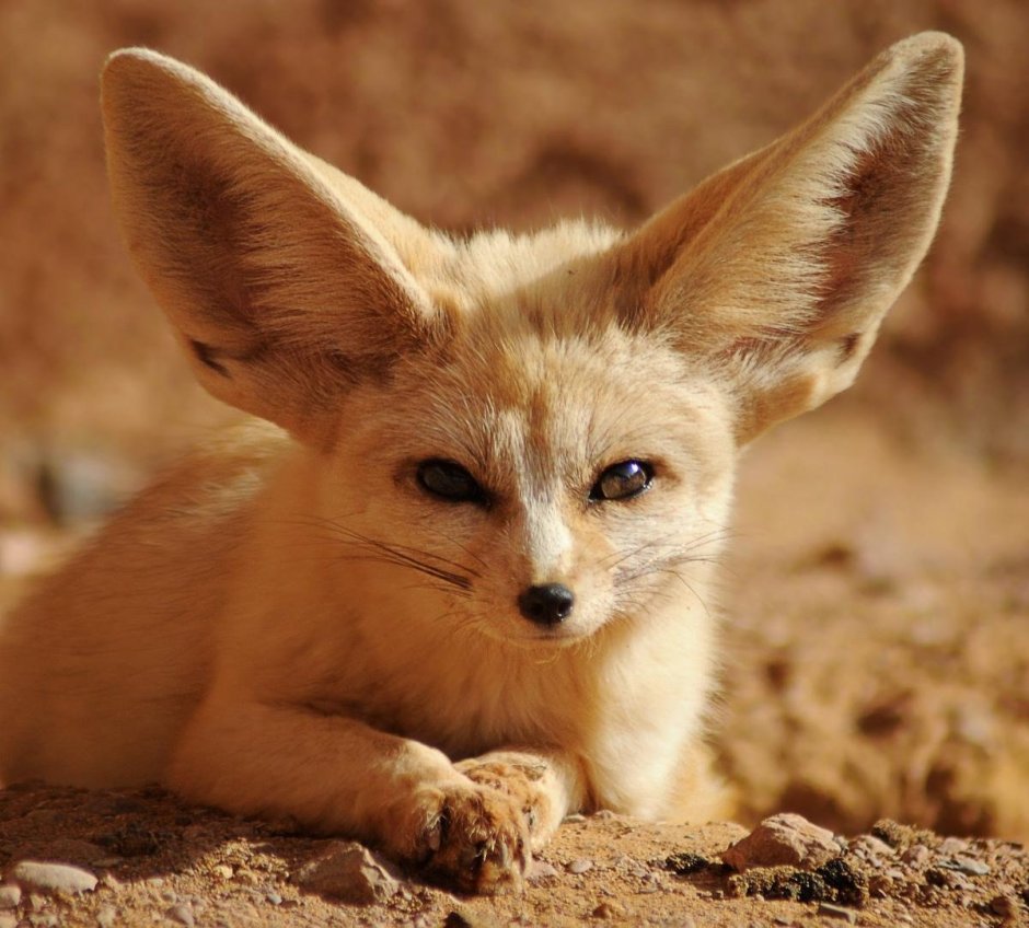 Фенек Эстетика