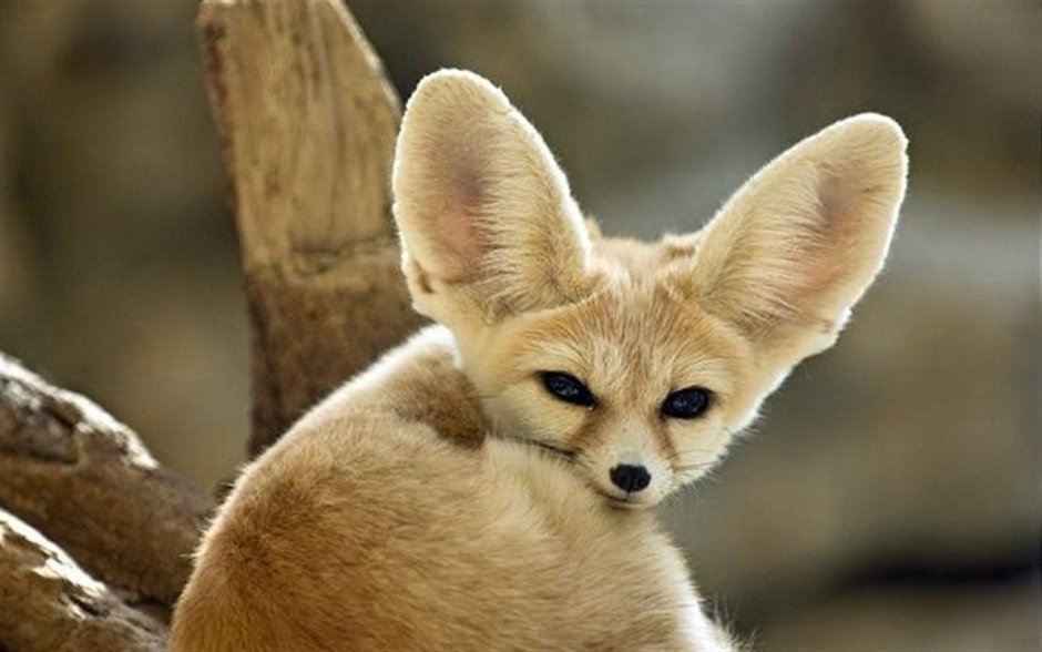 Зверь фенек