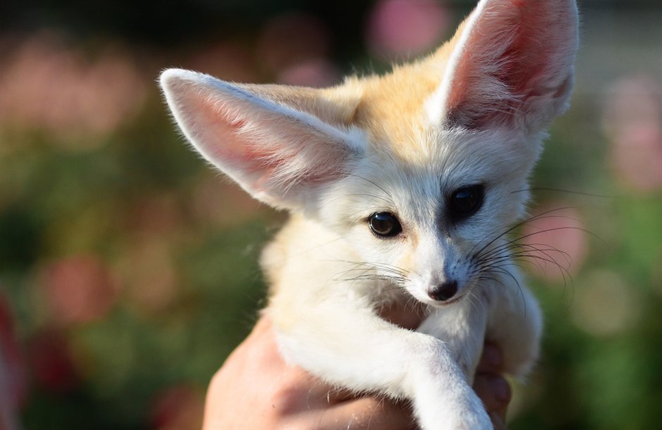 Лисица фенек