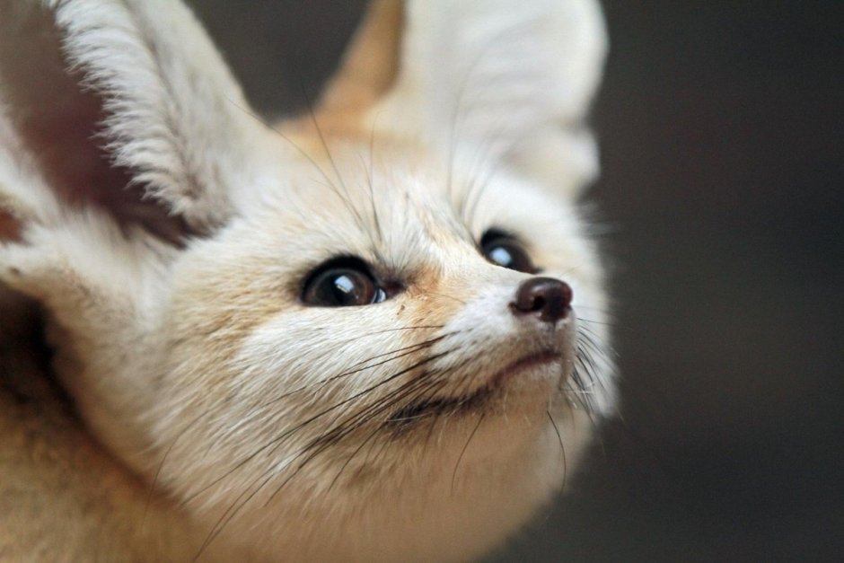 Песчаная лиса фенек