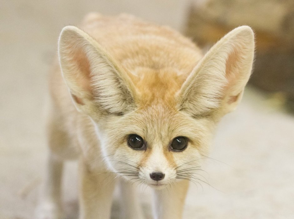 Пустынная лиса фенек