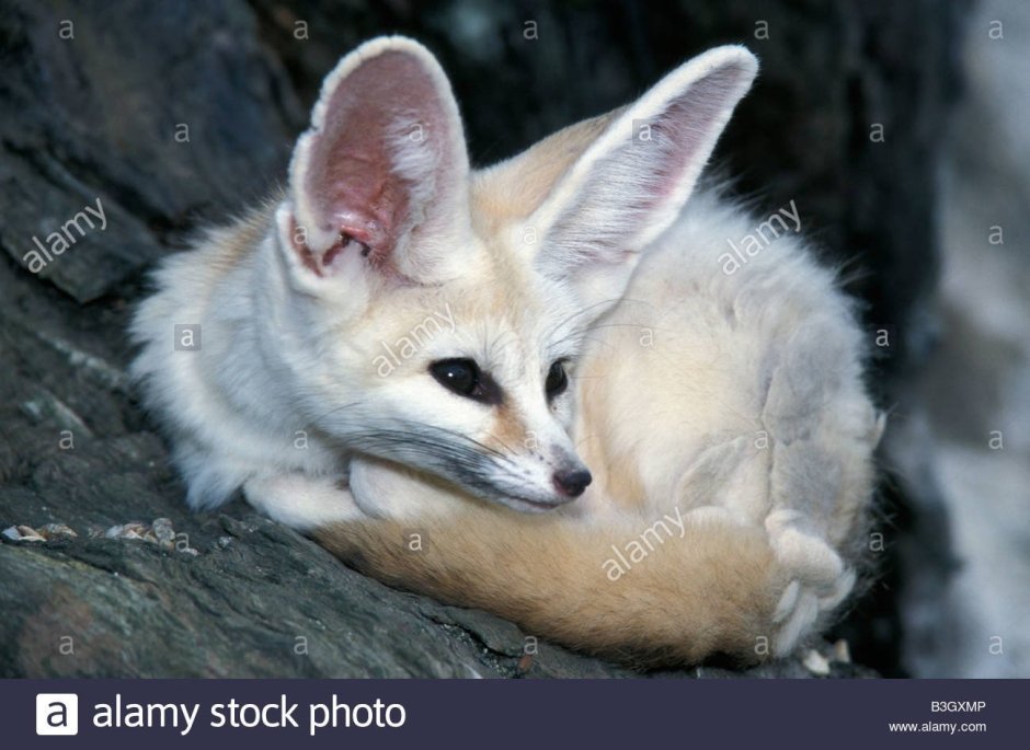 Зверек фенек