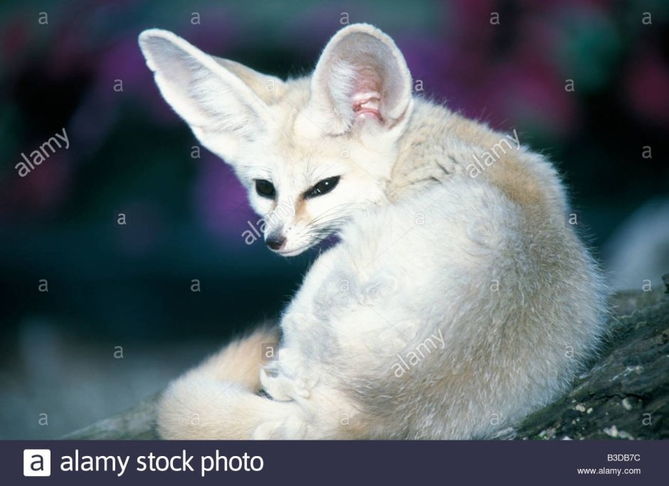 Лисичка фенек белая