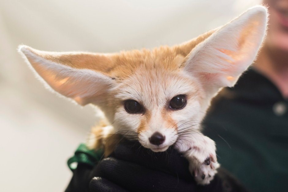 Fennec лайм