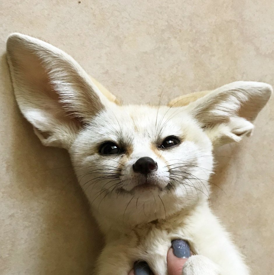 Фенек флаффи