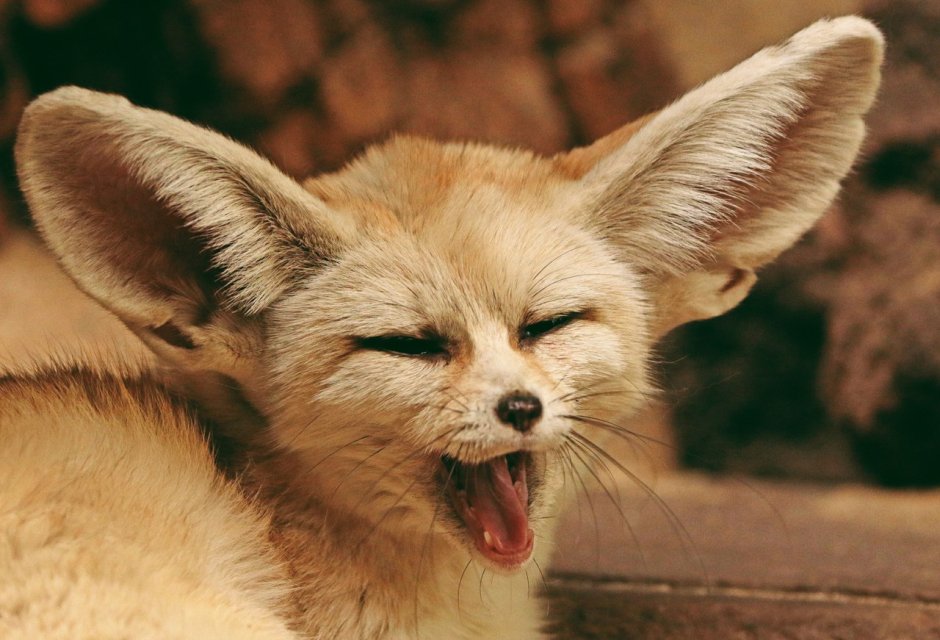 Фенек хвост