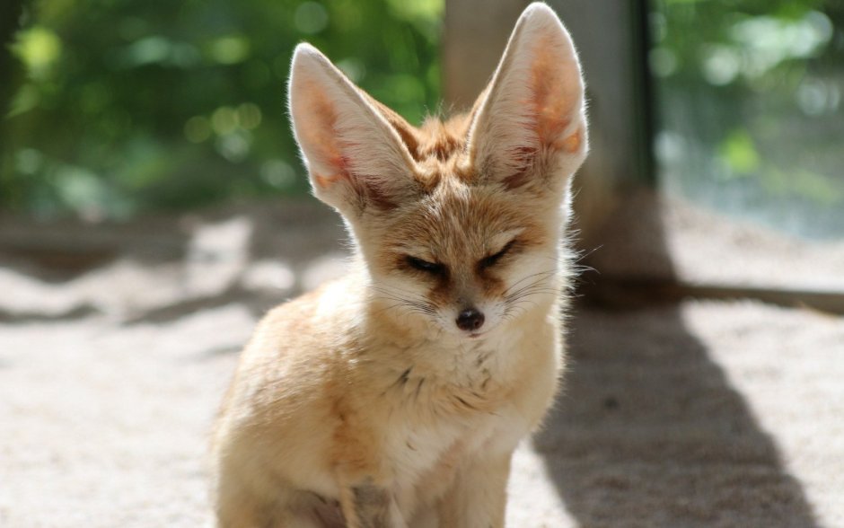 Злая Лисичка фенек