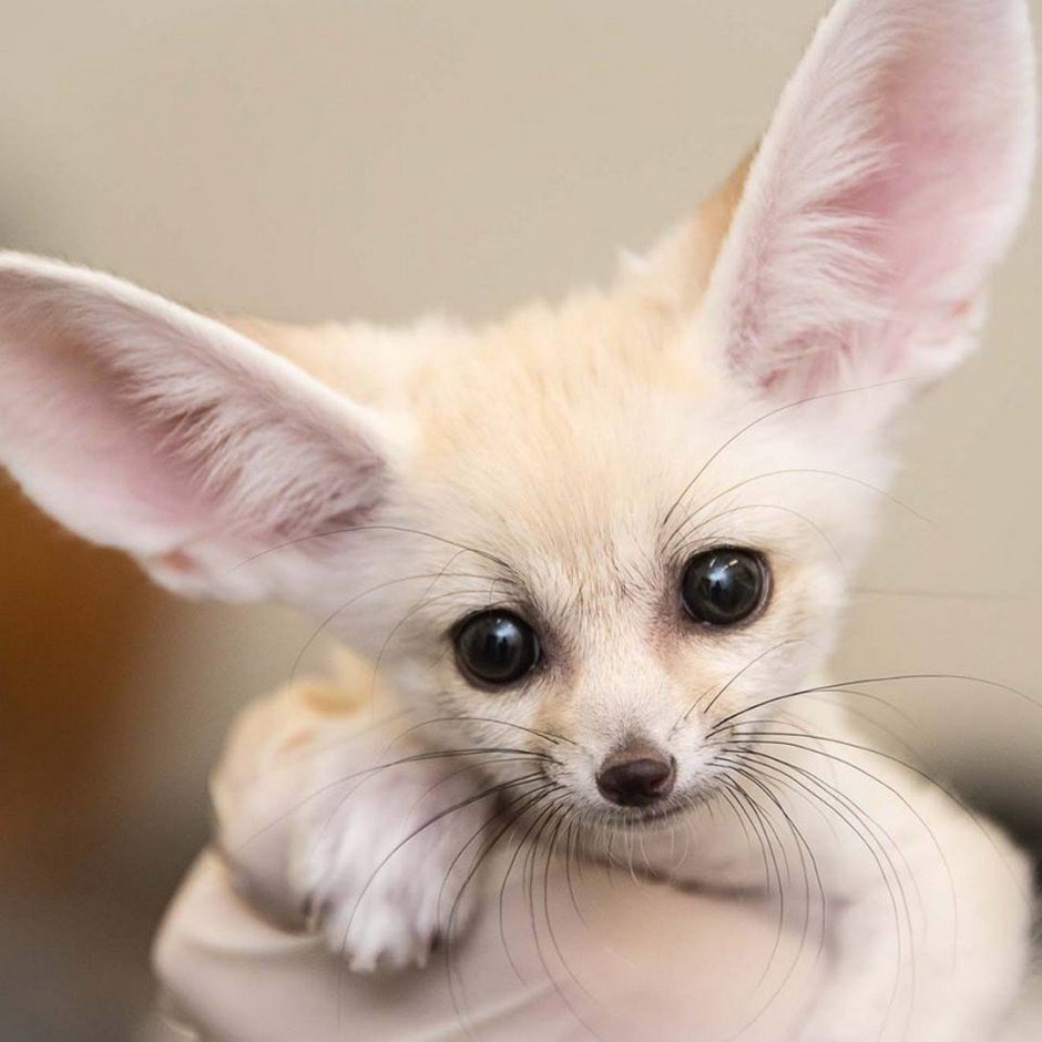 Ушастый Лисенок фенек