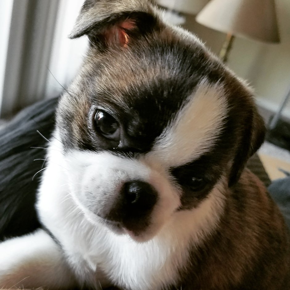 Милые животные до слез