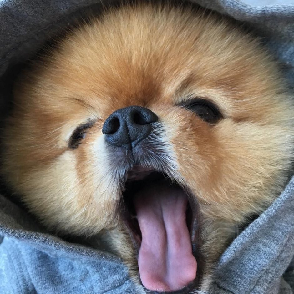 Самые милые собаки