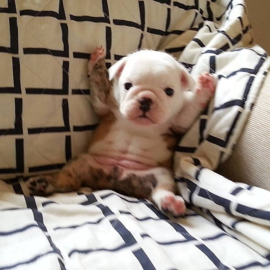 Самые милые животные мира до слез