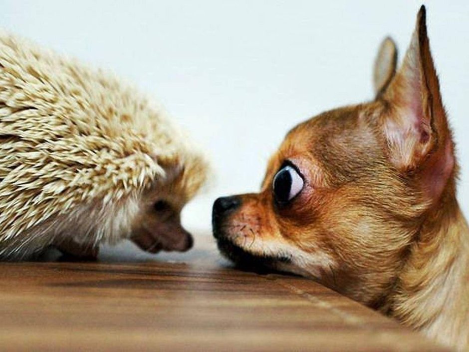 Животные с юмором