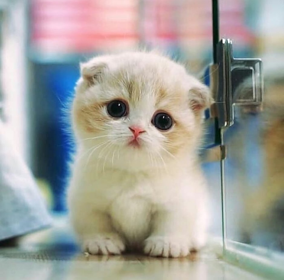 Милый котик