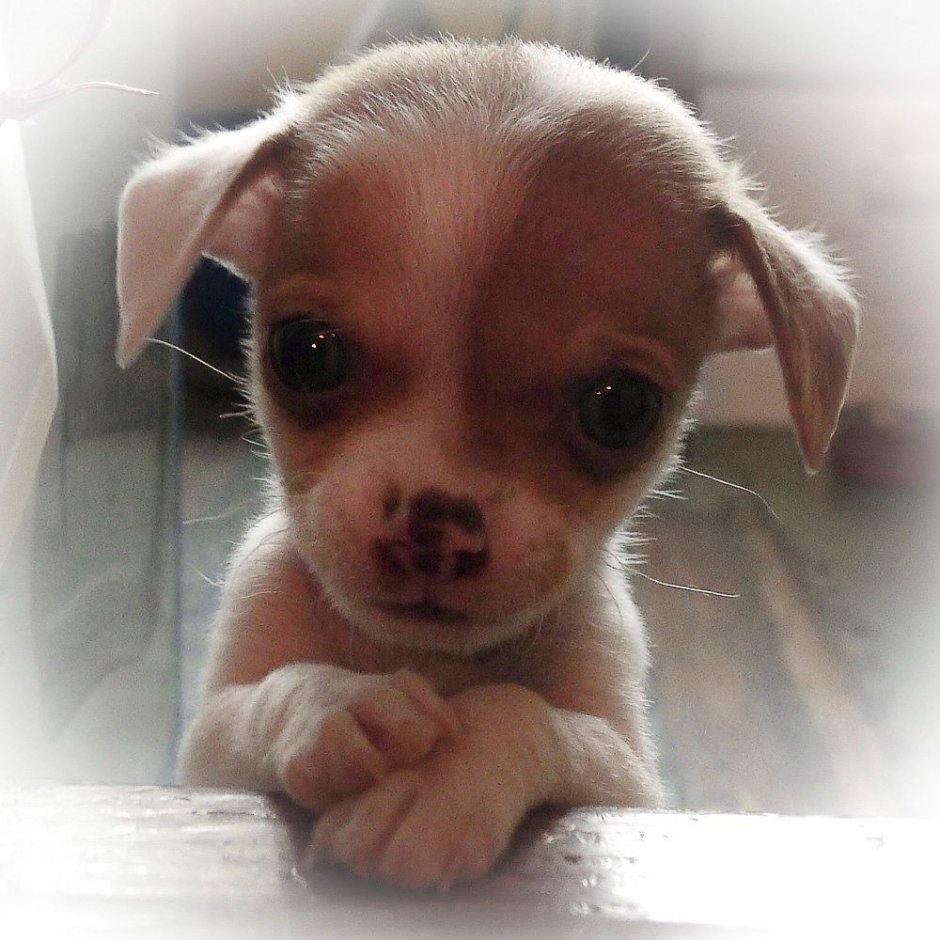 Самые милые щеночки на свете