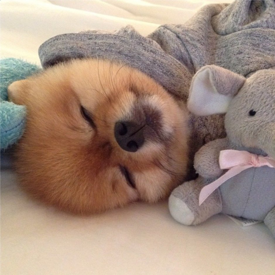 Милые собачки спят