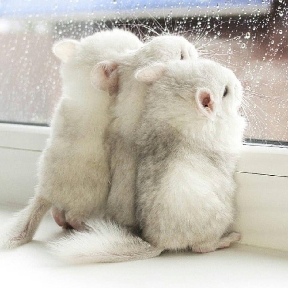 Пушистая нежность