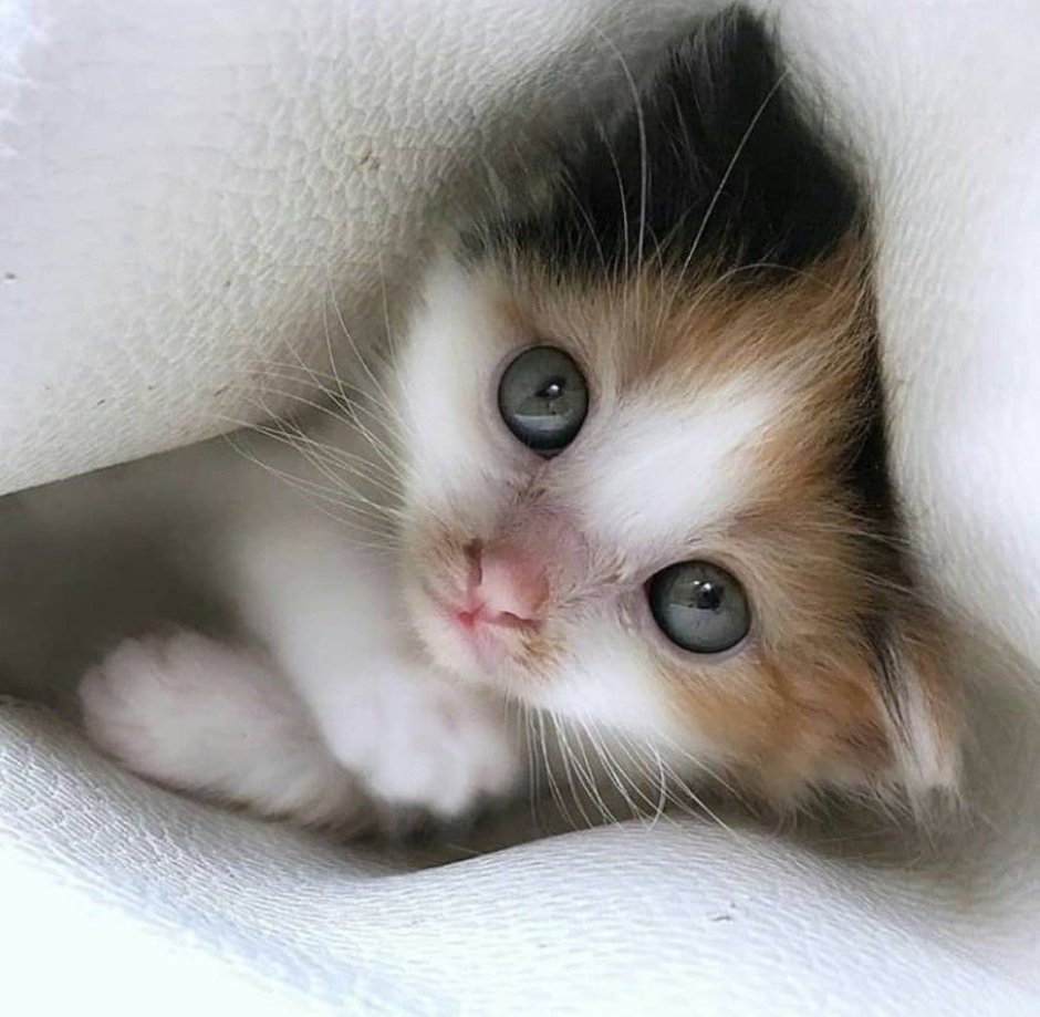 Котята милашки до слез