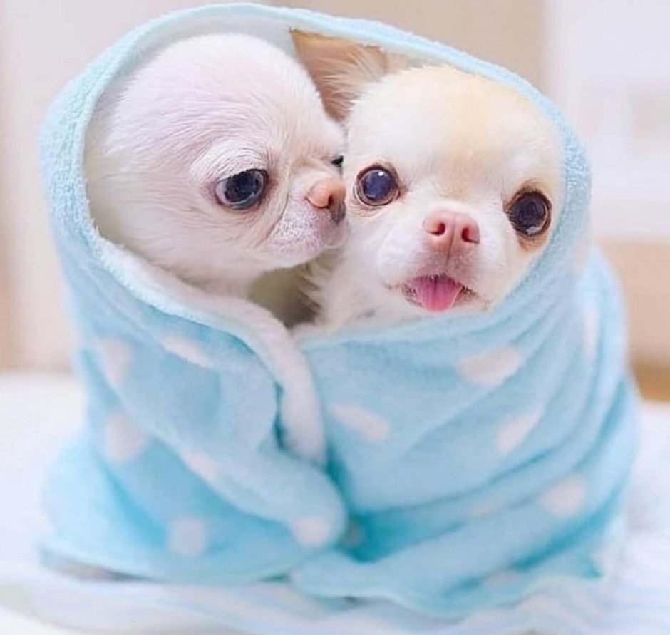 Мимимишные животные