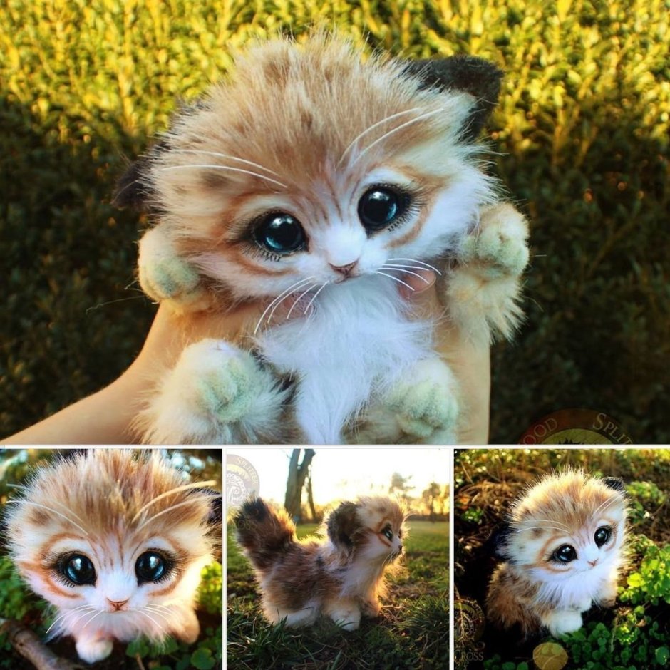 Самые няшные животные