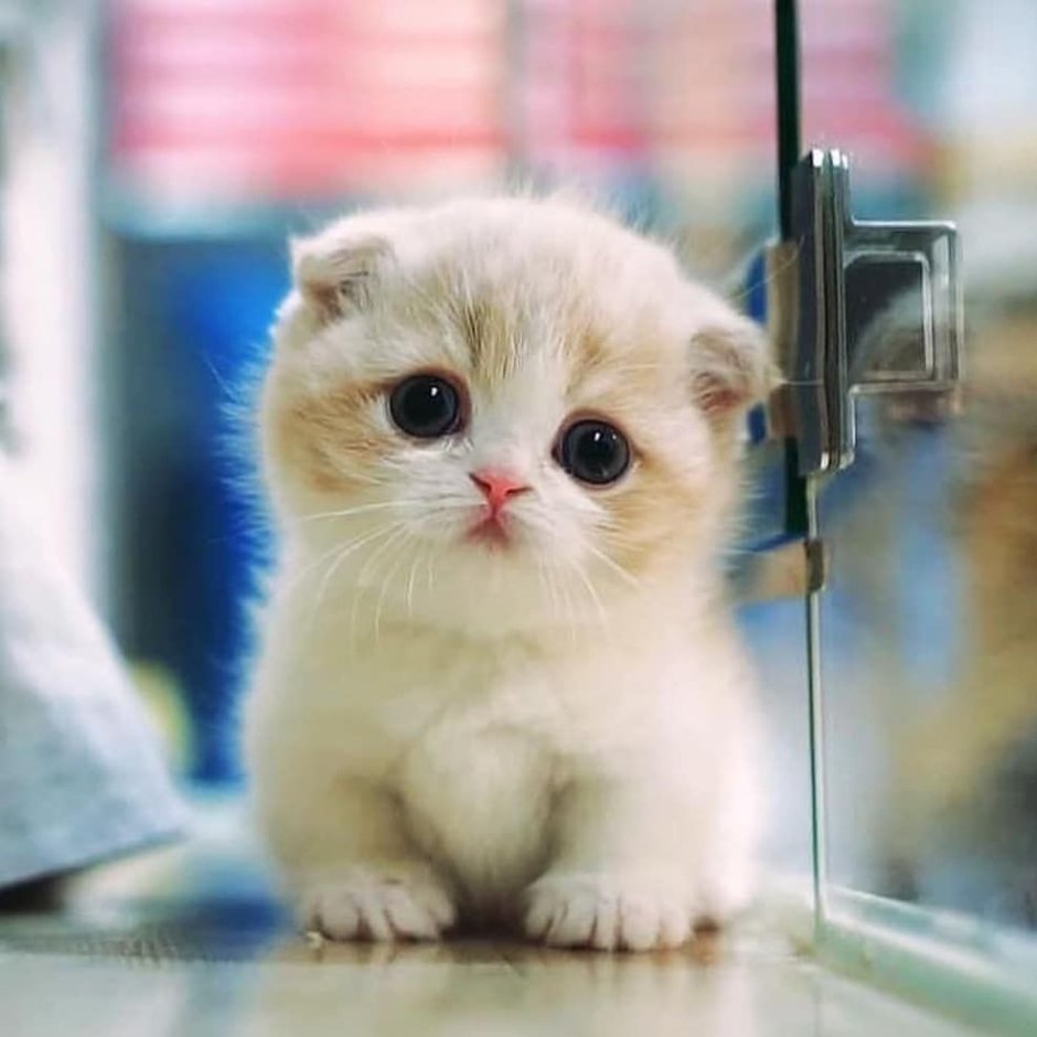 Миленькие котята