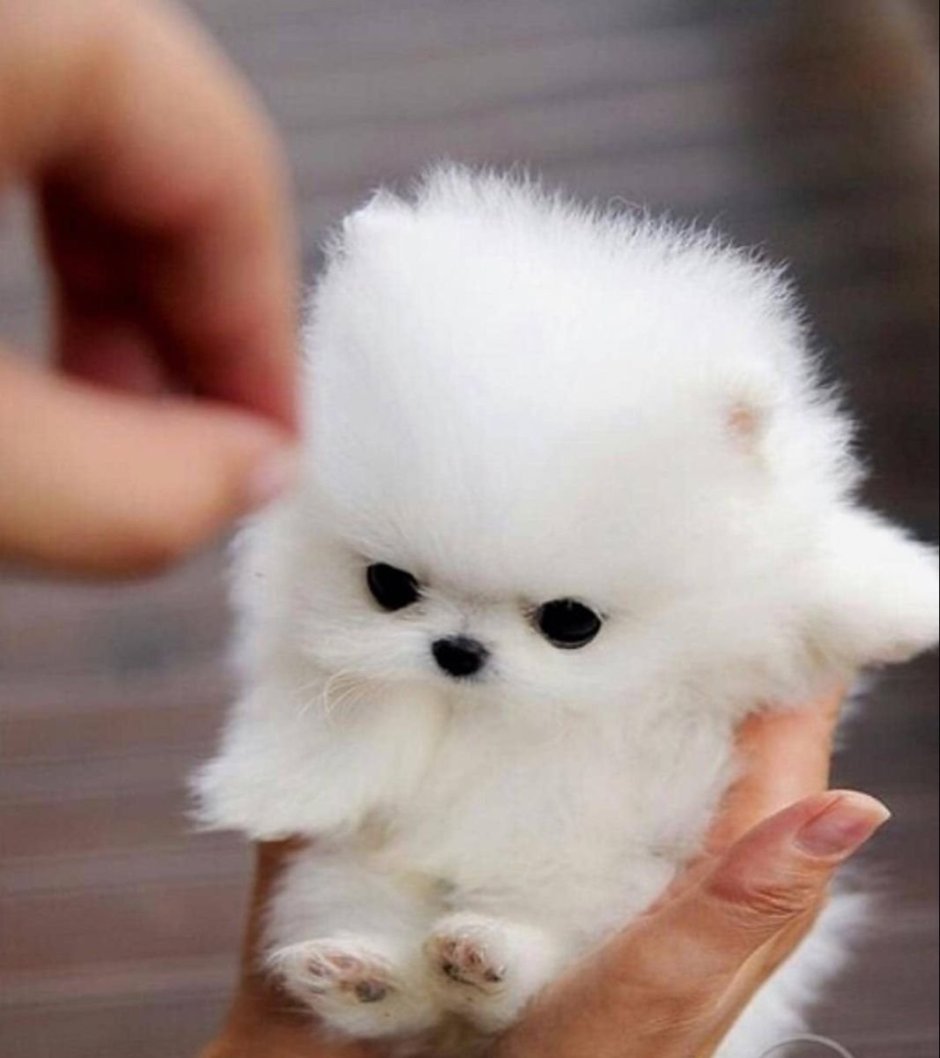 Шпиц карликовый белый