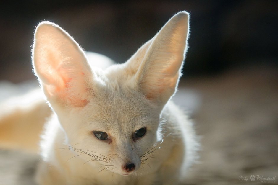 Полярный фенек