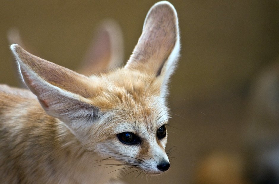 Ушастая лиса фенек