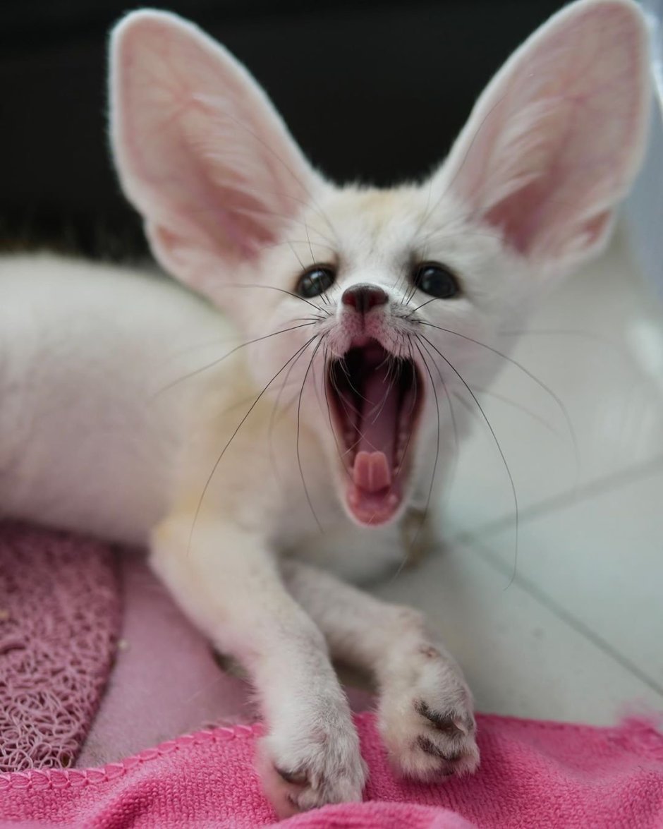 Большеухая лисица фенек