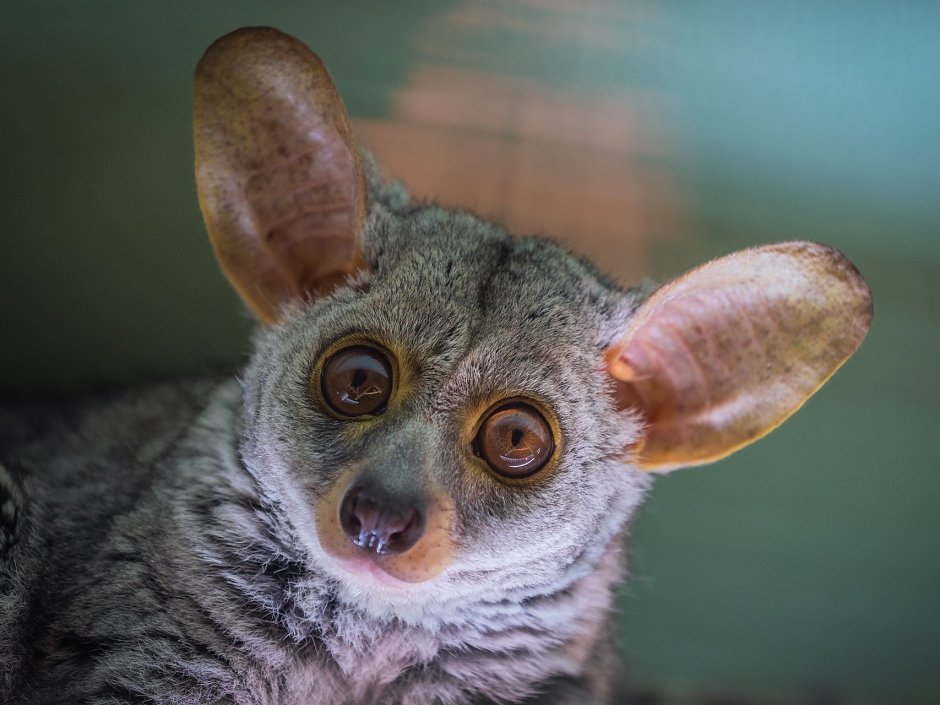 Толстохвостый галаго