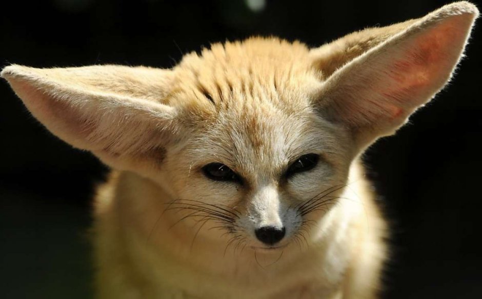 Уши лиса фенек