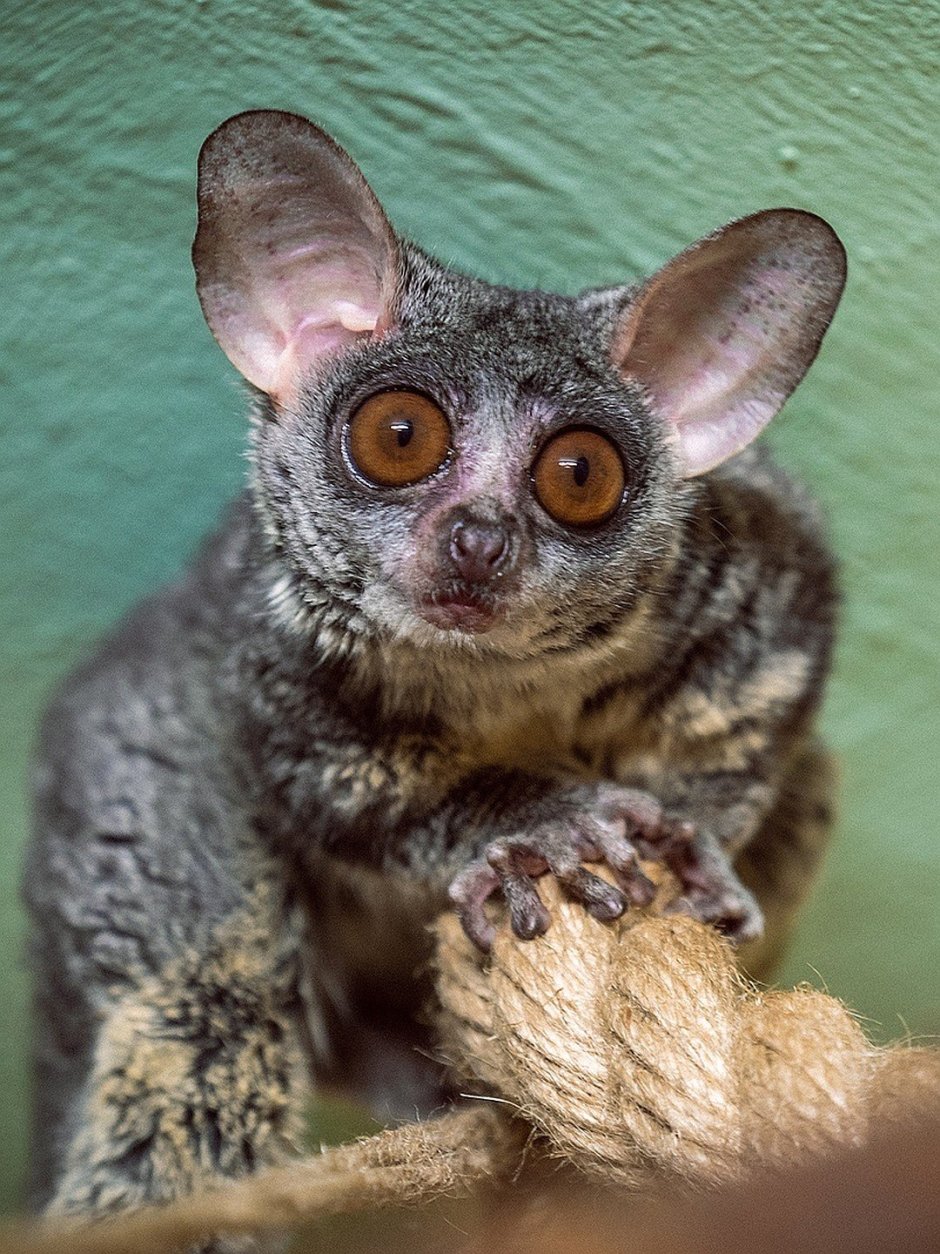 Сенегальский галаго лимур
