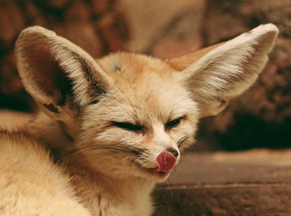 Фенек полосатый