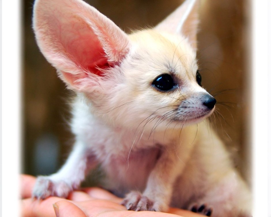 Лисички фенек