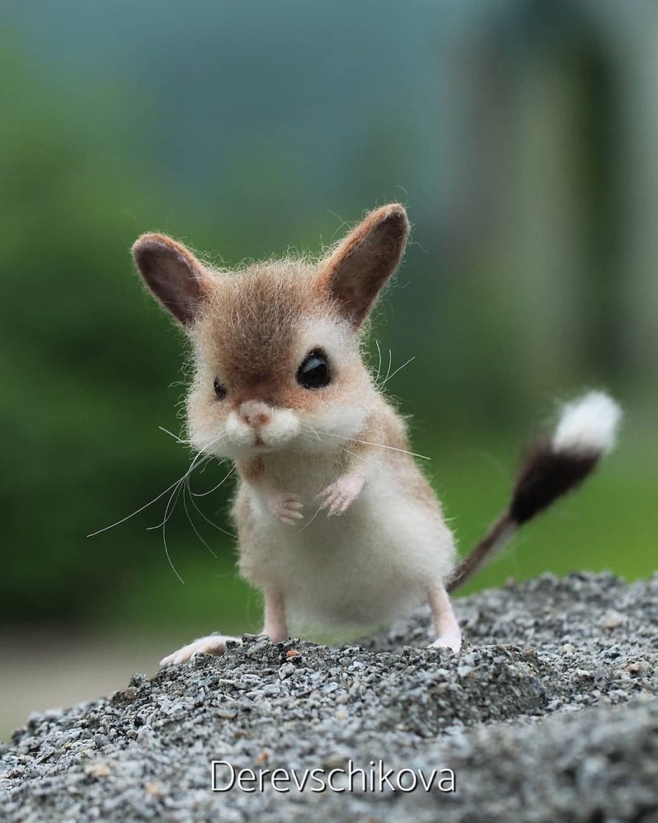 Мадагаскарский тушканчик