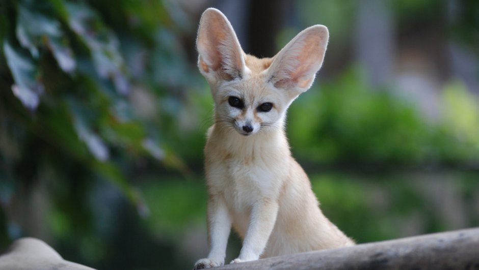 Лисички фенек