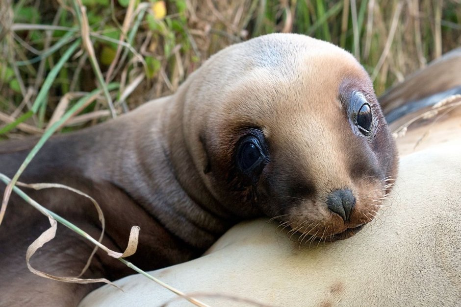 Фауна новой Зеландии
