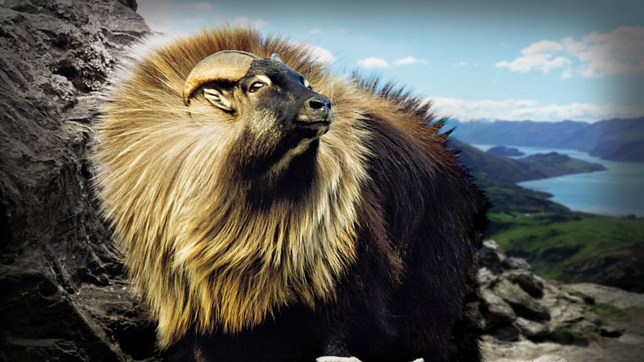 Животные которые живут только в новой Зеландии