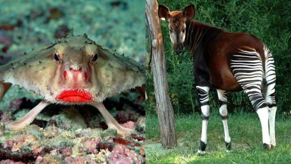 Редкие и необычные животные