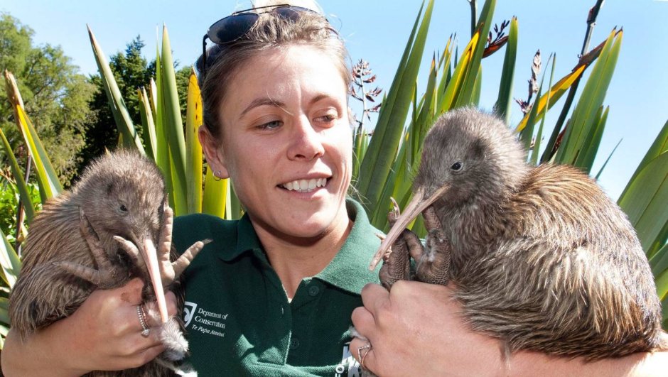 Птица киви новая Зеландия