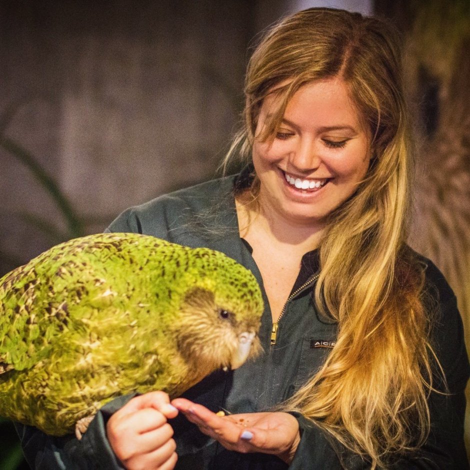 Самый большой нелетающий попугай в мире