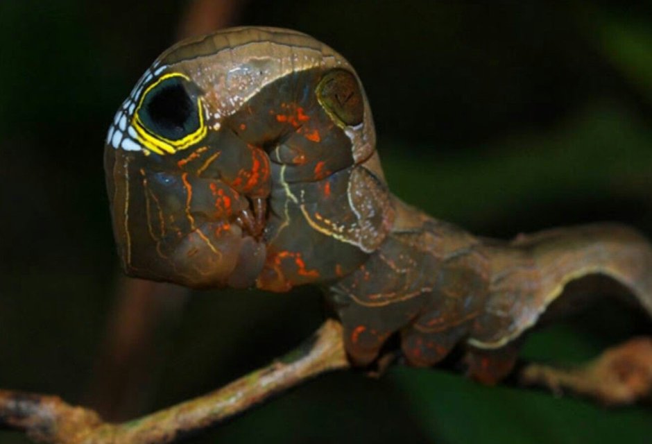 Phyllodes Imperialis гусеница